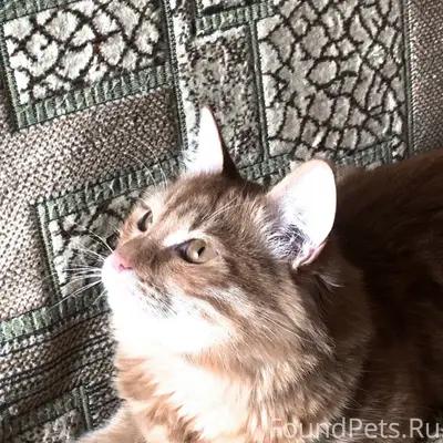 Пропал кот Рыжик, район Эжвы