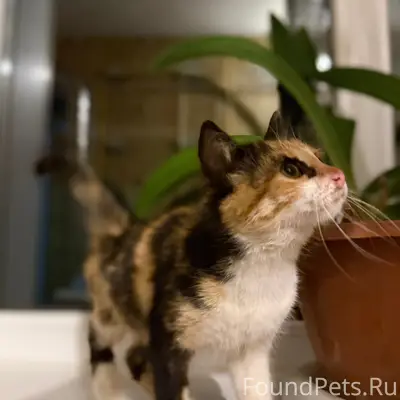 Найдена кошка, Садовая