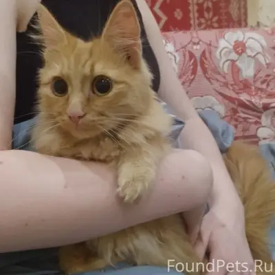 Найден котёнок девочка, площадка Шумилова