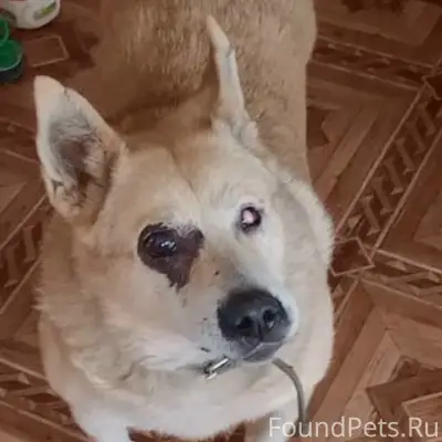 Пропал мальчик, нет шерсти на глазу, район дк Ленина