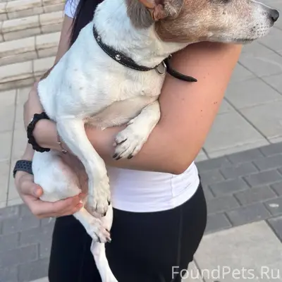 Пропал пёс Цезарь, район Гоголевского моста