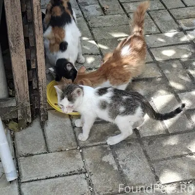 Найдена кошка и два котёнка, ул. Красивая 2а
