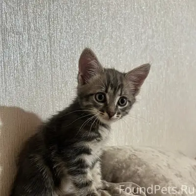 Пропал котёнок Тоша, Стеклозаводская