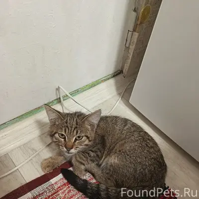 Найден котёнок, Поляны-Шумашь