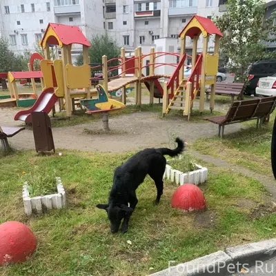 Найден пёс, улица Салютная