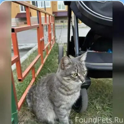Пропала кошка Алиса, Барнаул