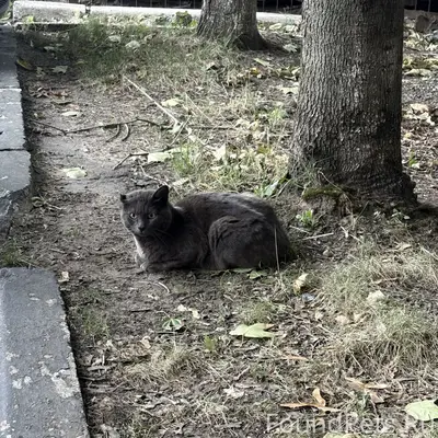 Ищем хозяина