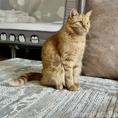 Пропал Рыжий кот