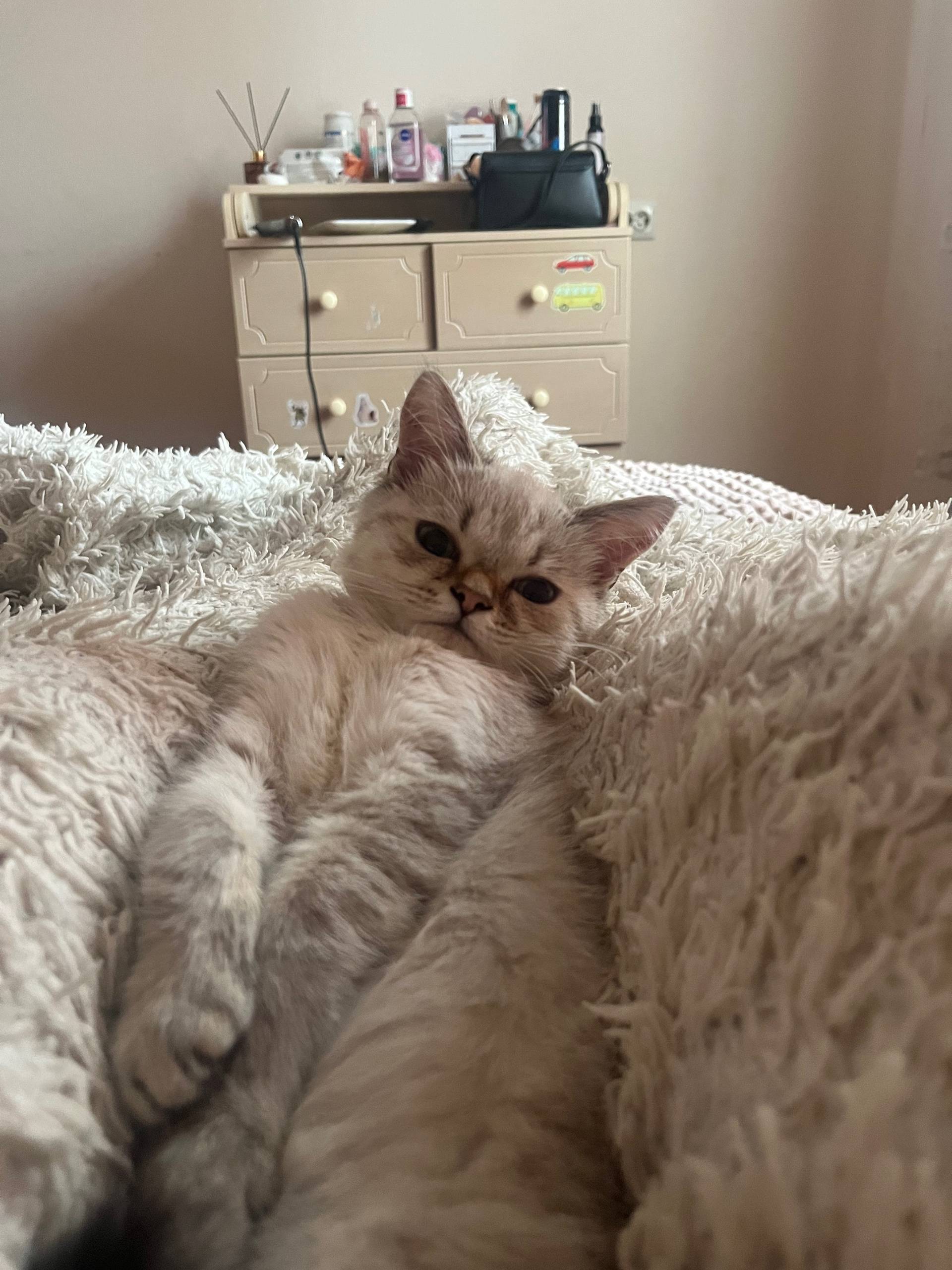 Пропал котёнок Тим, г. Кохма