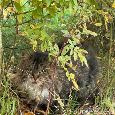 Найдена кошка, Эжва