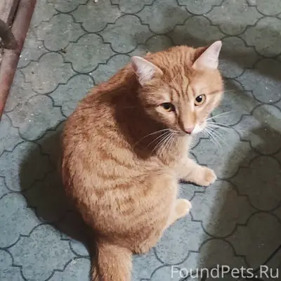 Пропал рыжий кот, п. Семрино