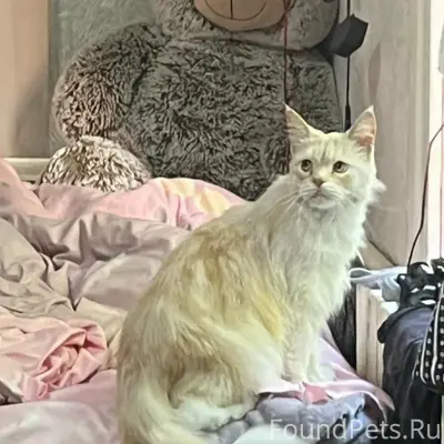 Найдена кошка, район Герцена - Тверская - Киевская