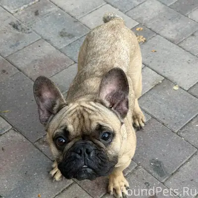 Найден бульдог, Кузнечиха