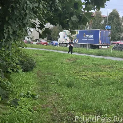 Найдена кошка, сбита у филармонии