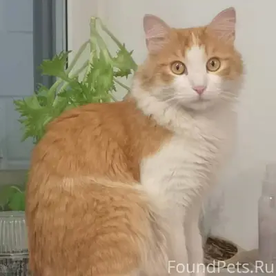 Пропал кот Рики, микрорайон Благодатный