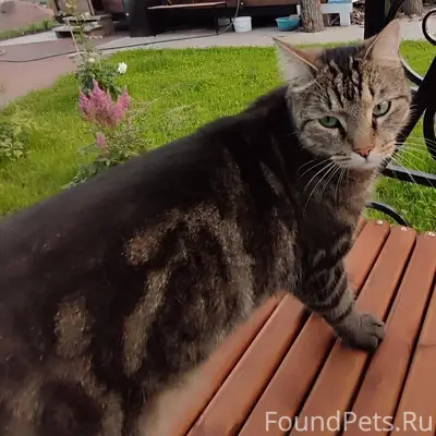 Пропал беспородный кот Барсик, Выборгский район