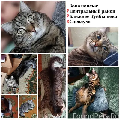 Пропала кошка Маня, Центральный район