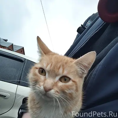 Найдена кошка, район Зудова