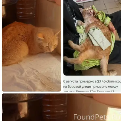Найдена кошка, между Боровая, 39 и Боровая, 43