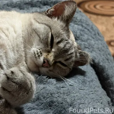 Пропала кошка Буся