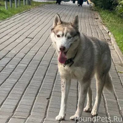 Найден хаски, глаза разного цвета, Дедовск