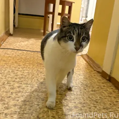 Найдена кошка, район пр. Текстильщиков