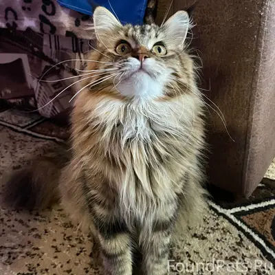 Пропала кошка Мейн Кун, улица Гагарина