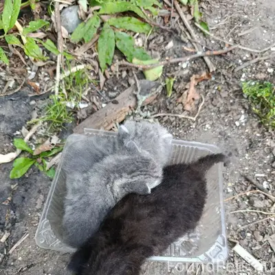 Найдены котята, на дачах