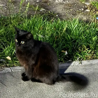 Найден кот, улица Соловецкий Юнг 7