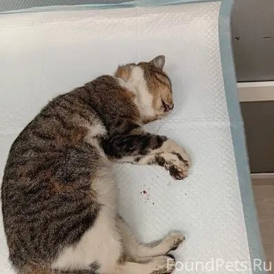 Найдена кошка, район Перевалка