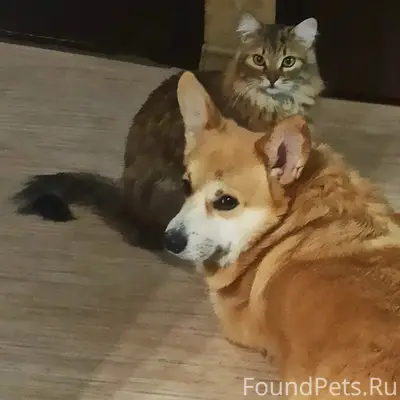 Пропал кот Фома, Уральская