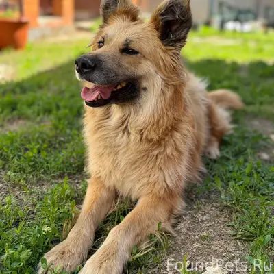 Пропала рыжая собака Рыжуля, Саратов