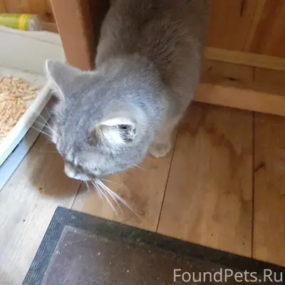 Найдена кошка, Грановщина