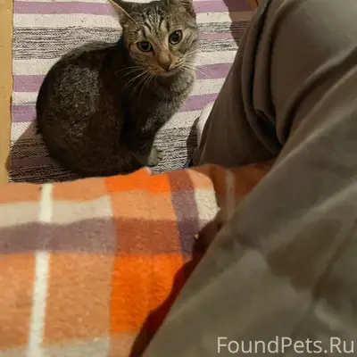 Найдена кошка, вокруг СНТ