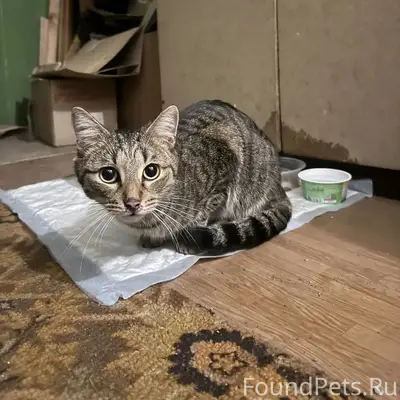 Найден кот