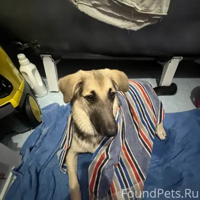 Пропала собака Майя, район Баумана