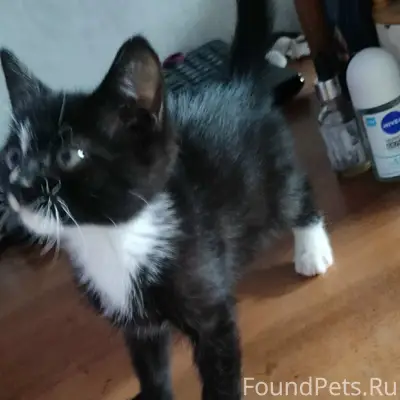 Найден котёнок, дача