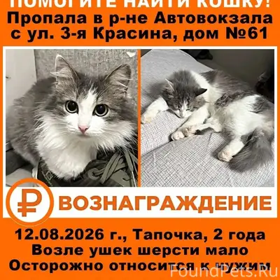 Пропала дворянка Тапочка, район Автовокзала, Бугуруслан