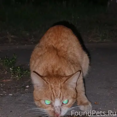 Найден рыжий кот, улица Хромова