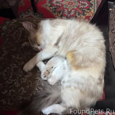 Пропала кошка, место пропажи не указано