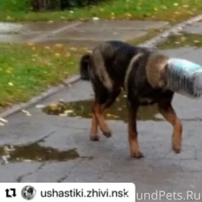 Пропал щенок овчарки, Гусинка