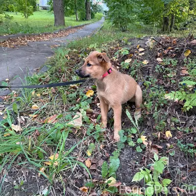 Найдена собака, Яхрома, Ленина 23