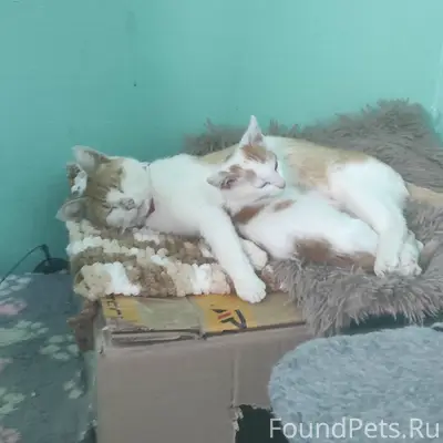 Пропала кошка, ул. Коммунистическая