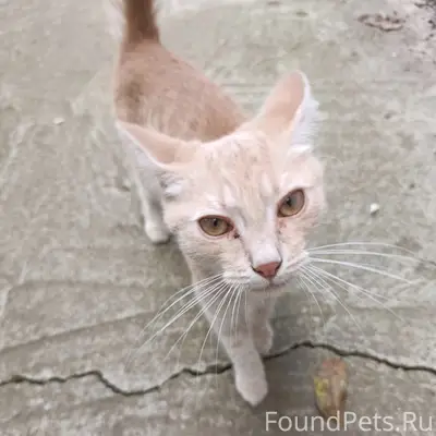 Пропал кот, ?