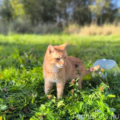 Пропал рыжий кот, Вартемяги