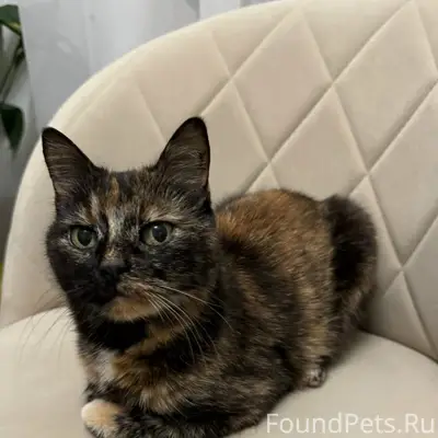 Пропала кошка Катя, район Ивушки