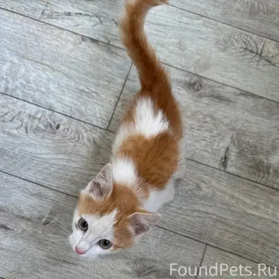 Найден котёнок мальчик 3–4 месяца, без дома