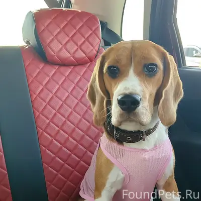 Пропала собака Бигль Джесси, парк Победы