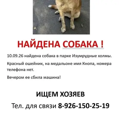Найденная собака Кнопа, Красногорск