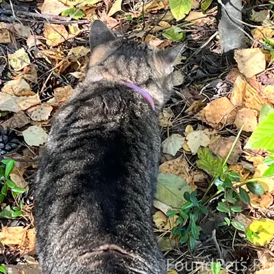 Найден кот, парк